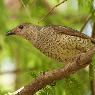 A light brown coloured bird sitting on a branch